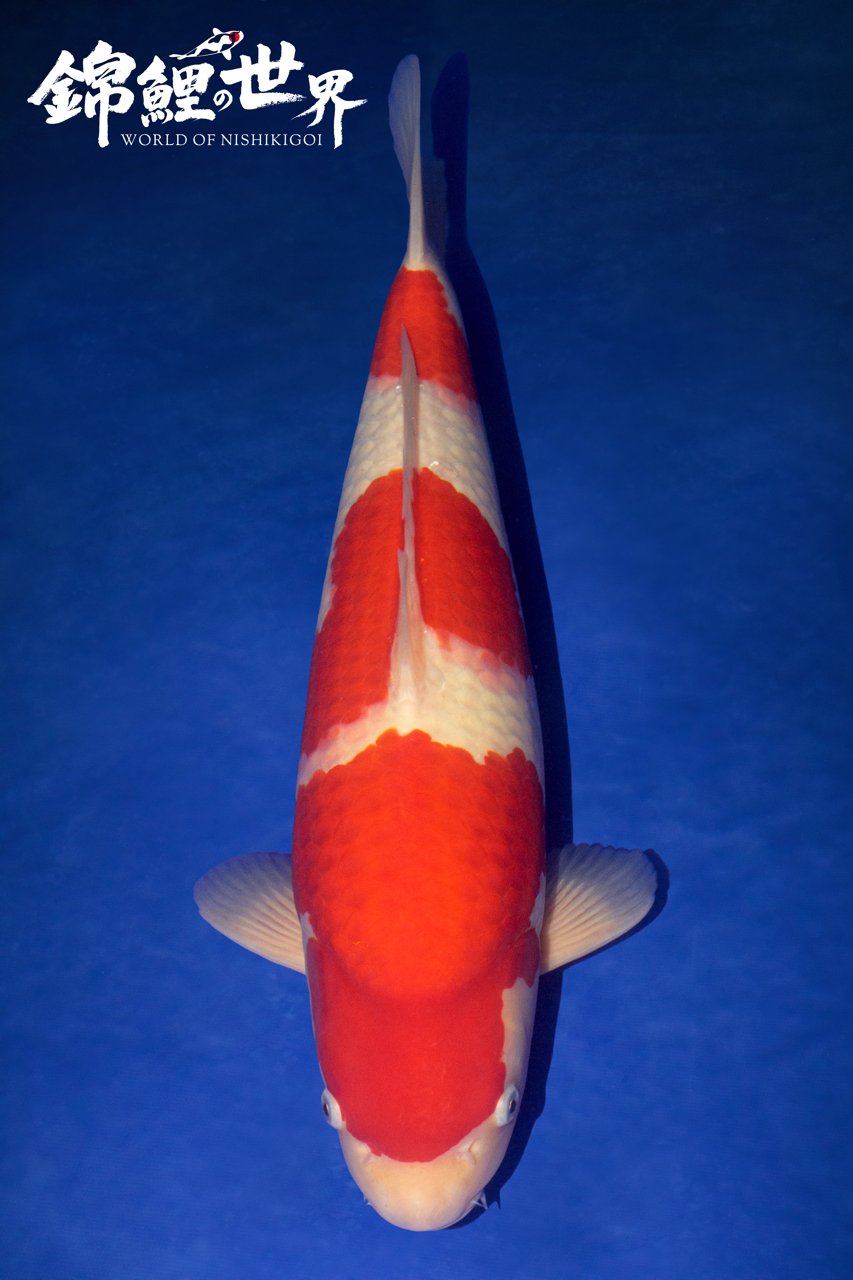 Young Champion - Great British Koi Show 2025