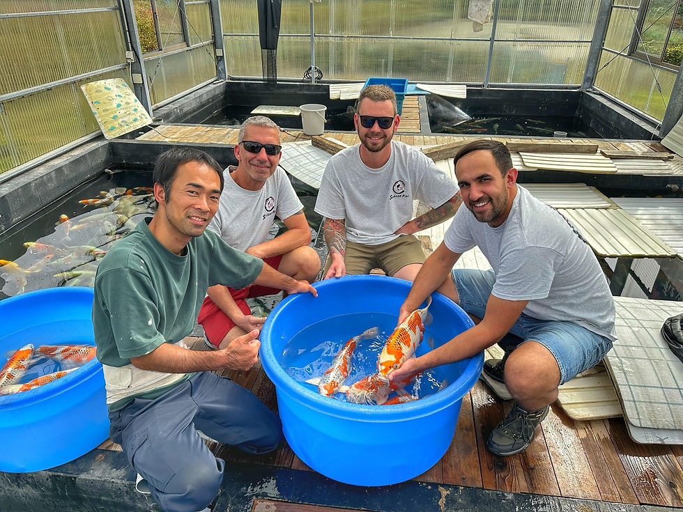 shosha koi - koi for sale