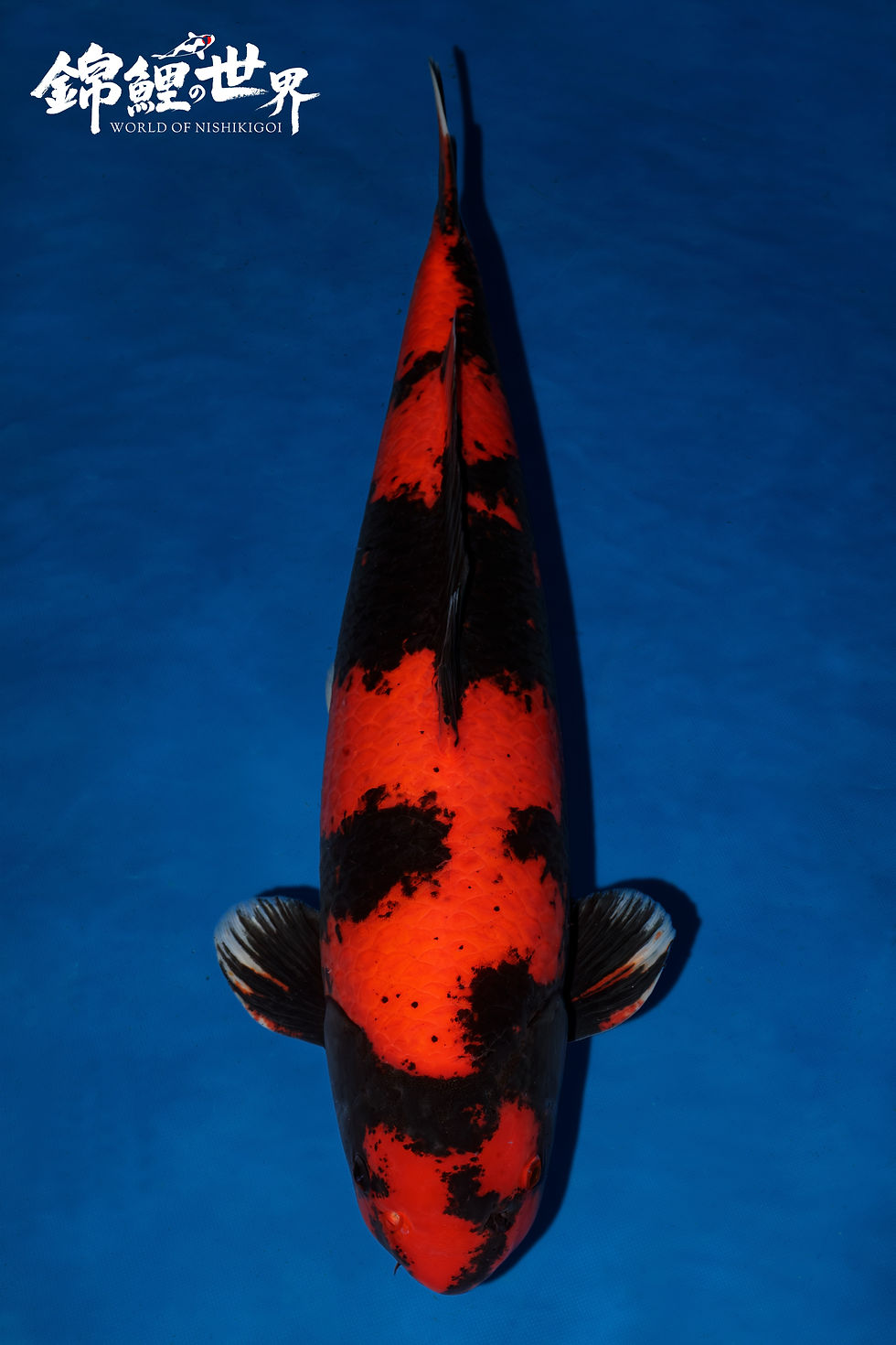 North of England Koi Show 2026