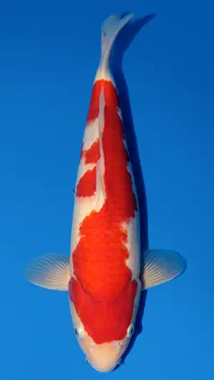Kohaku Beacon koi