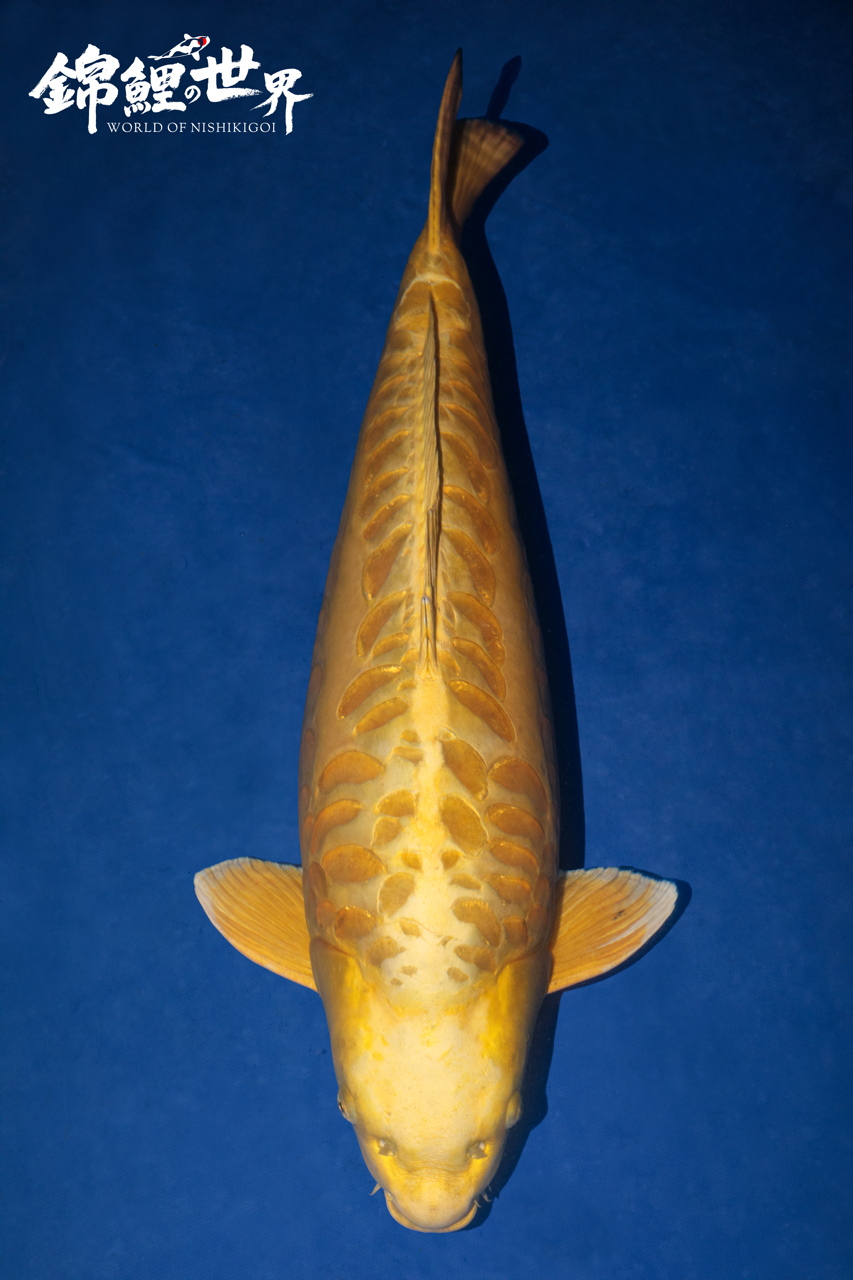 Champion Koi - Kogane Ochiba