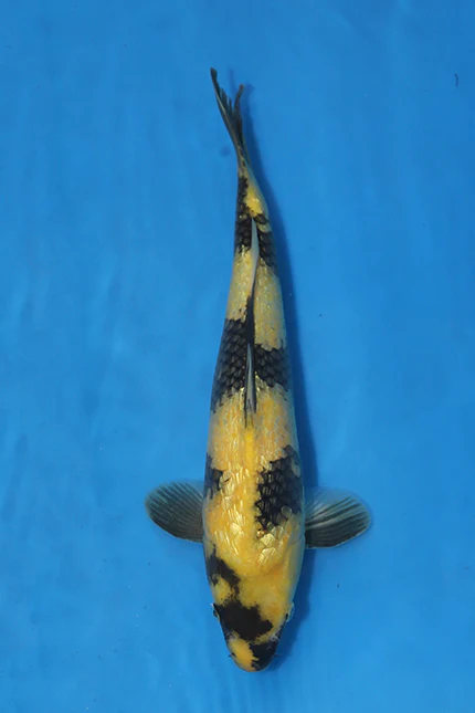 Elite Koi for sale 