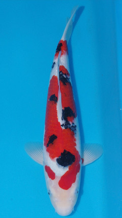 byer koi farm