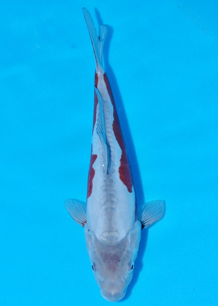 Byer Koi Farm ochiba 