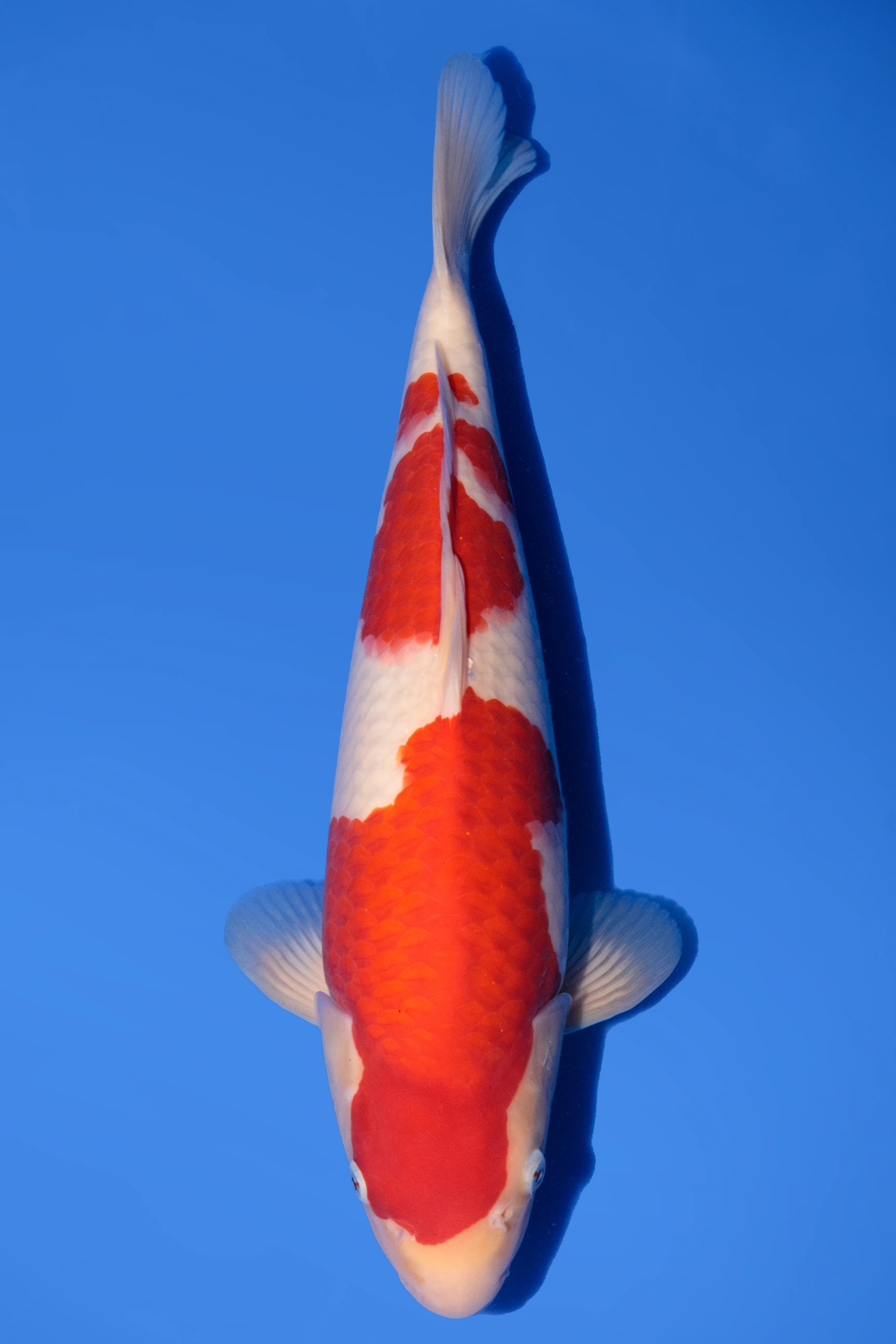 Koi for Sale 