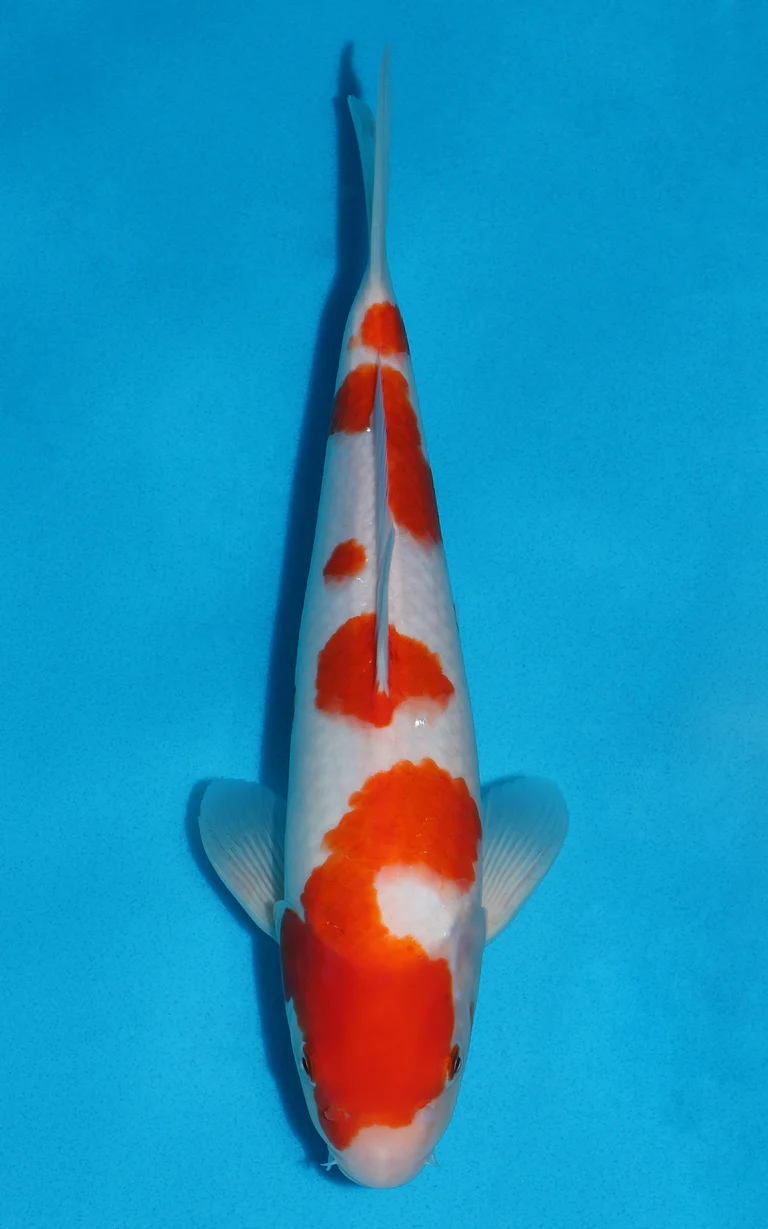 Cuttlebrook Koi Farm
