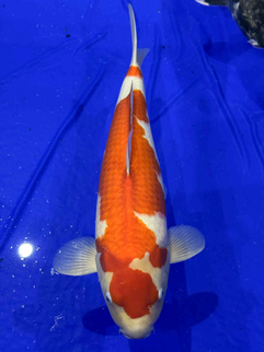 Scottish Koi Show 2025 kohaku 