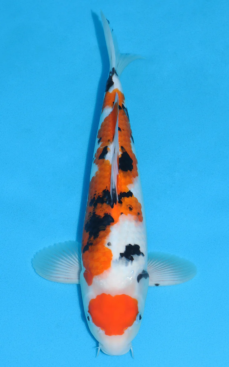 Cuttlebrook Koi Farm 