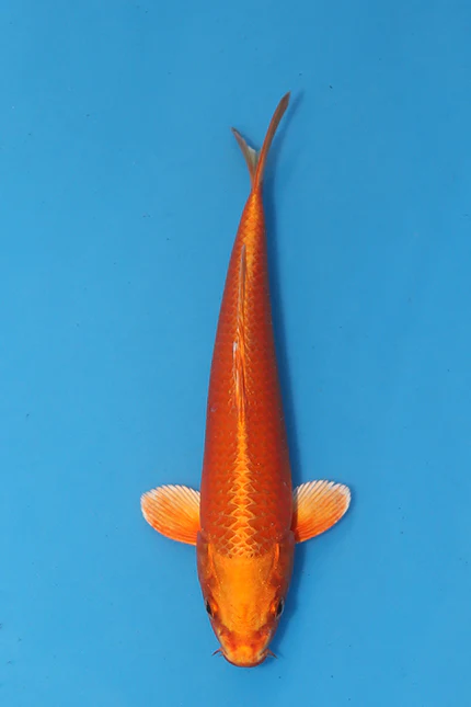 Elite Koi for sale 