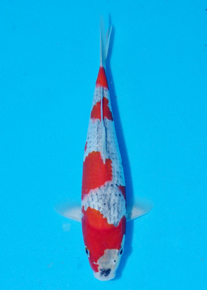 Byer Koi Farm