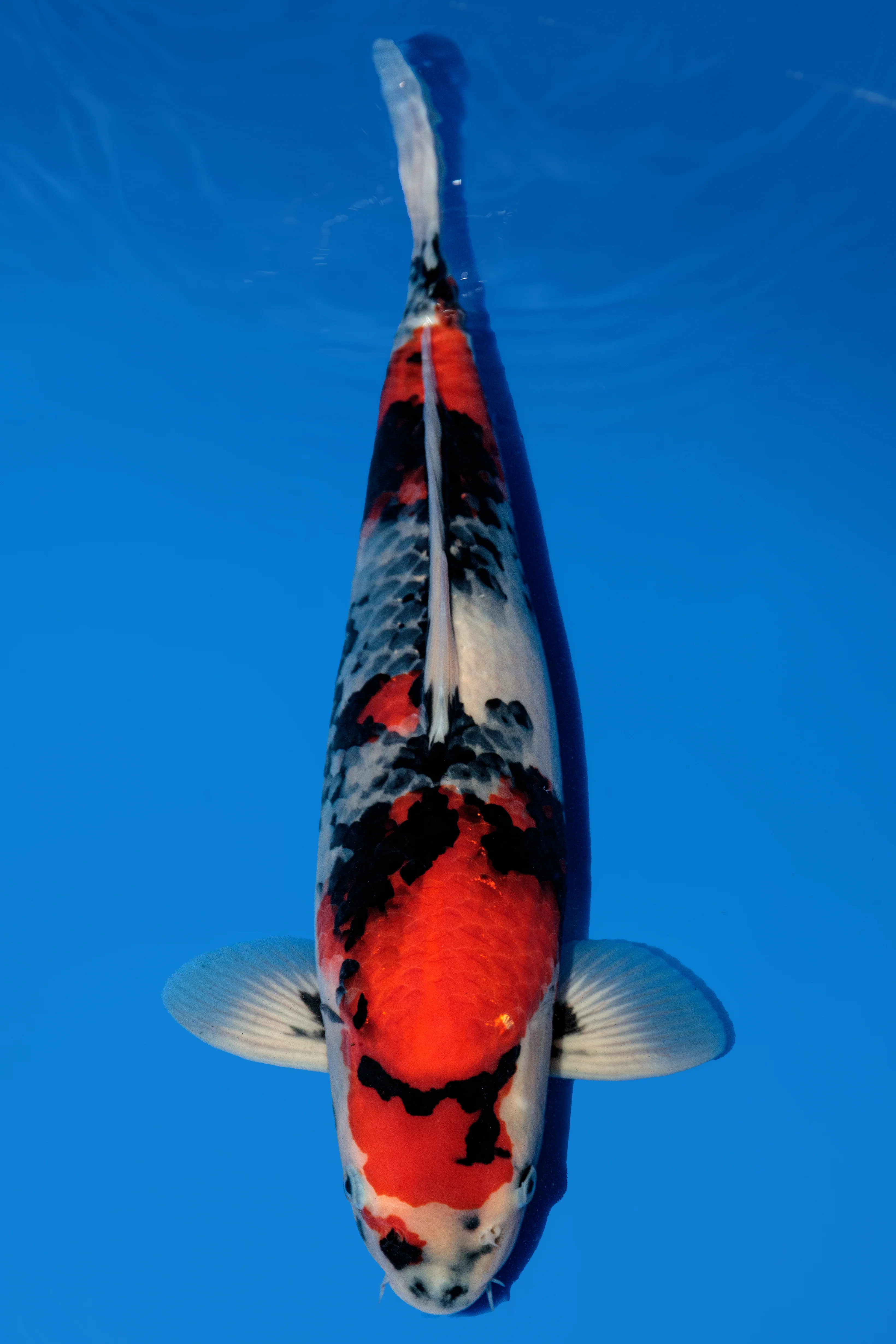 Koi for Sale 