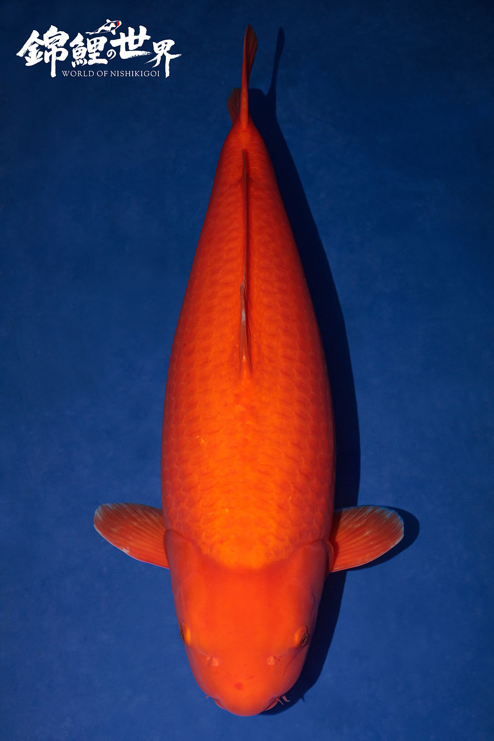 Benegoi koi - crouch valley koi show 2025