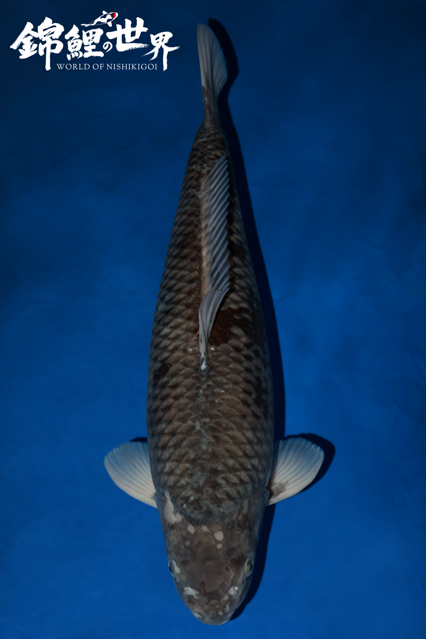 Mid Staffs Koi Show 2026 kawarimono