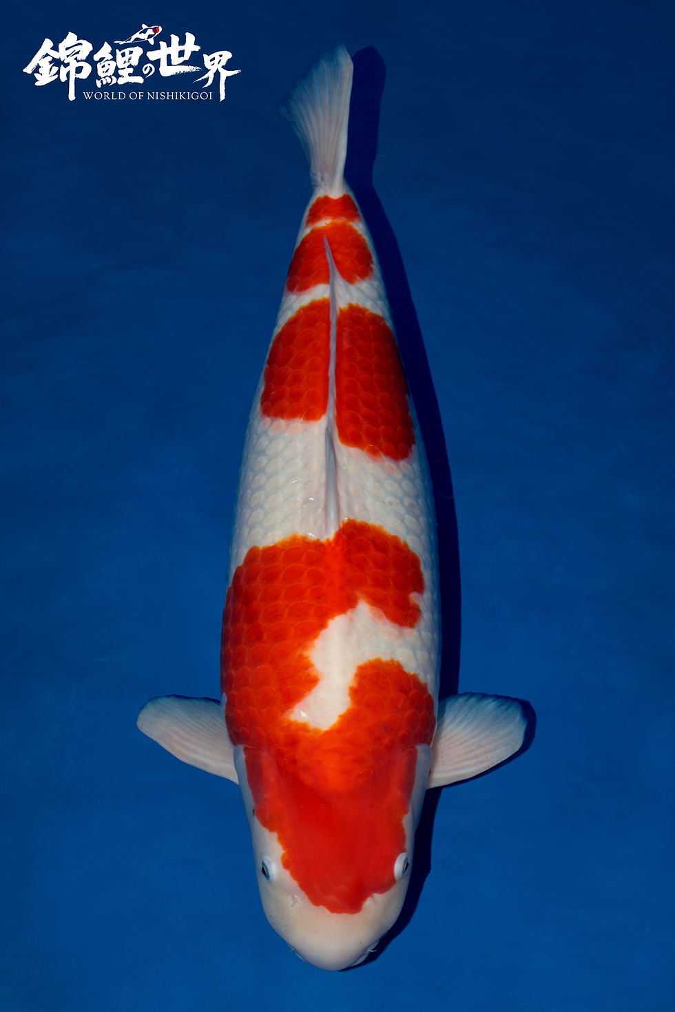 Kohaku - Koi Show