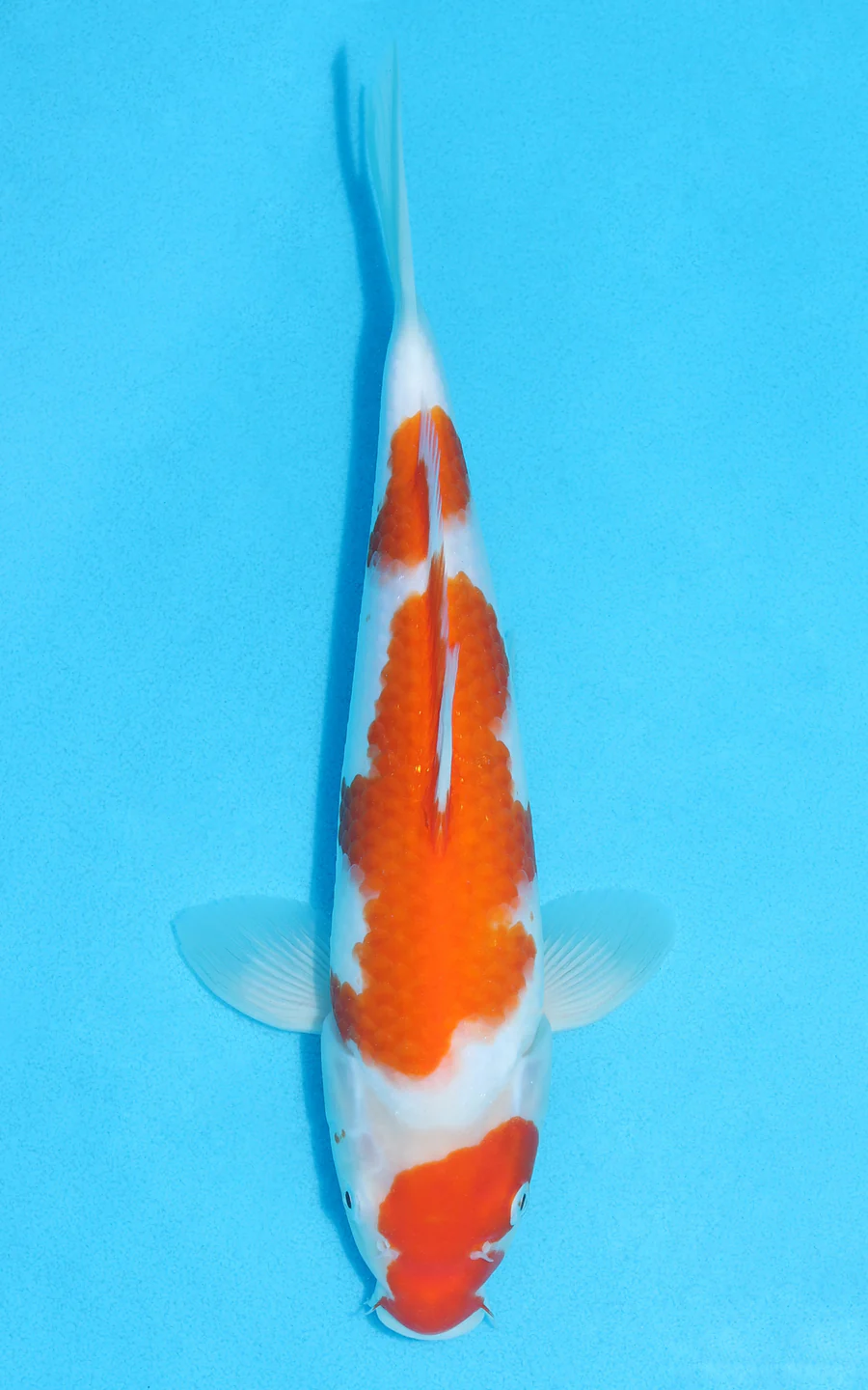 Koi for sale 