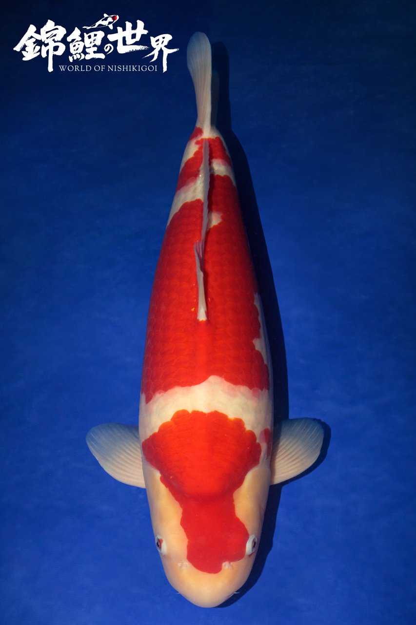 Select nishikigoi international kohaku koi
