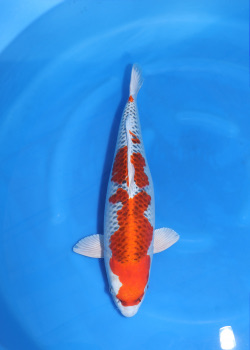 A4 Koi