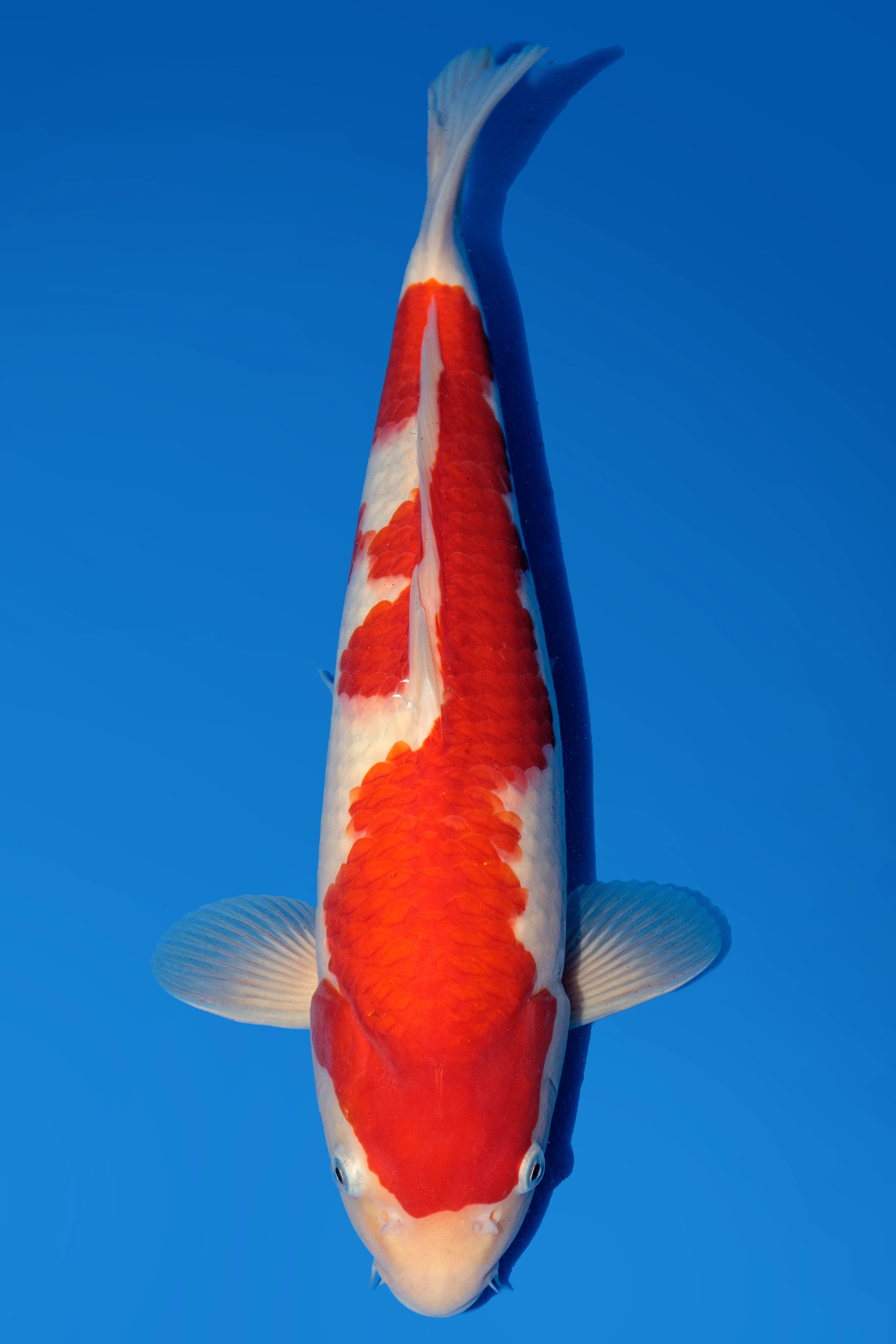 Beacon Koi kohaku 
