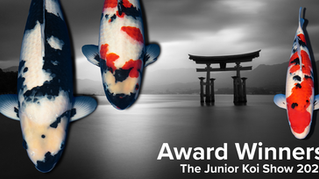 Winning Koi - The Junior Koi Show 2025