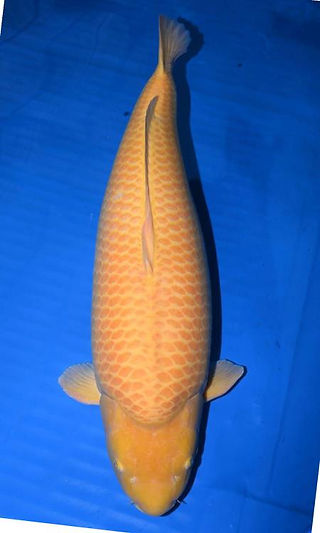 90 bu Konisi Koi Farm