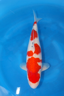 A4 Koi