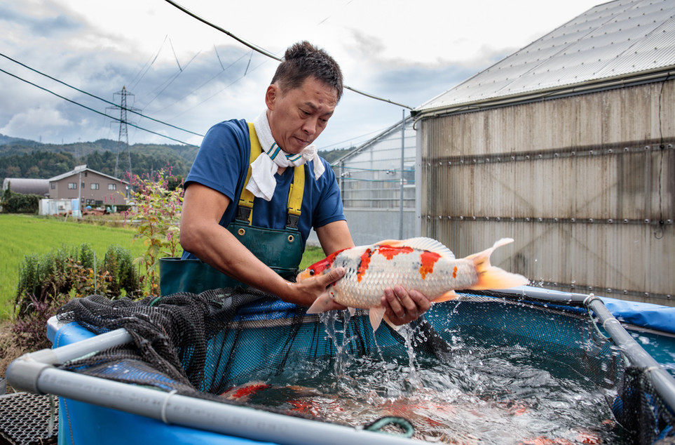 Hoshikin Koi Farm - Magazine