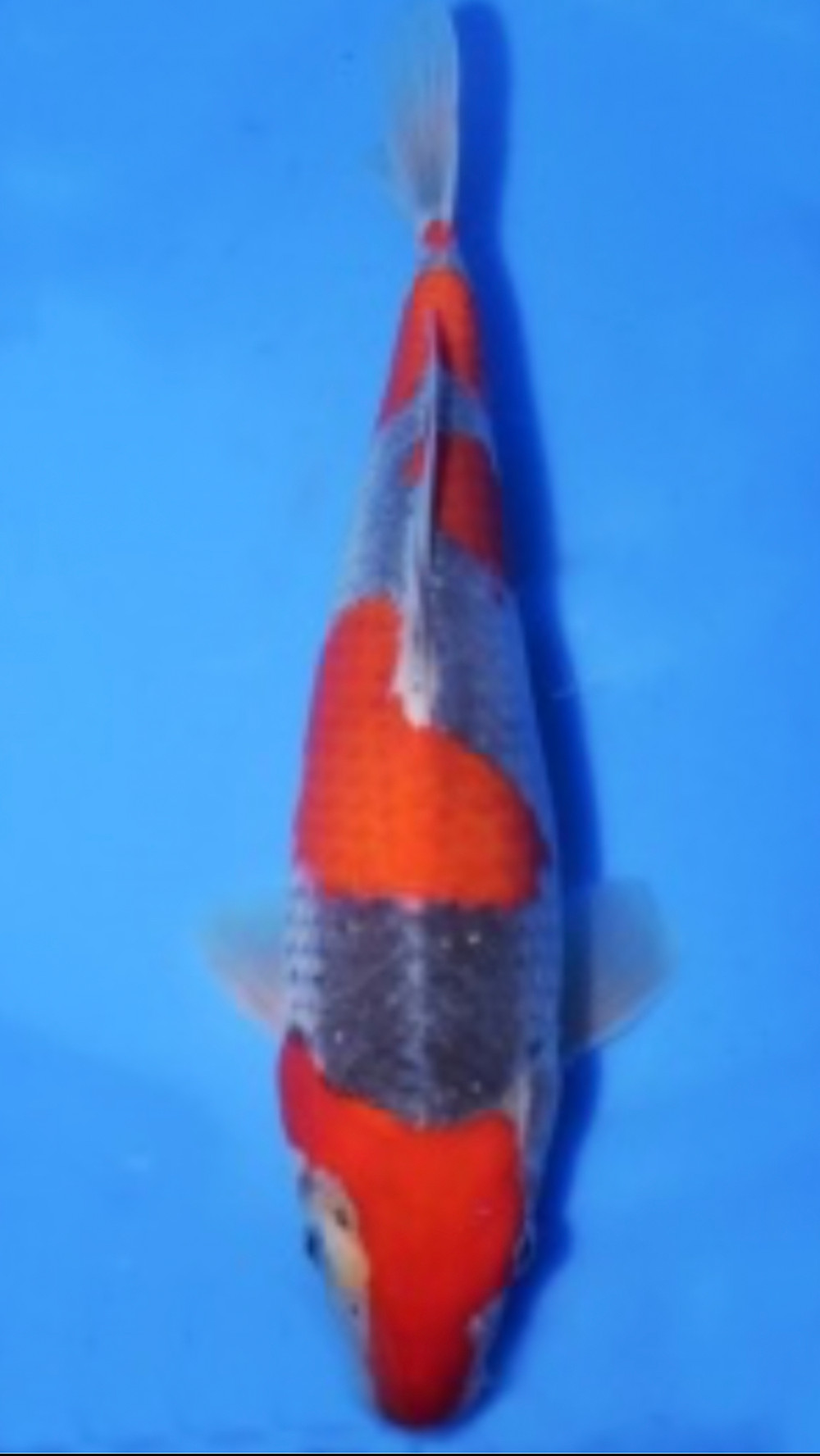 Goshiki - World of Nishikigoi - Koi