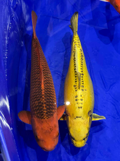Scottish Koi Show 2025 yellow koi 