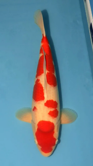 Prestige koi 