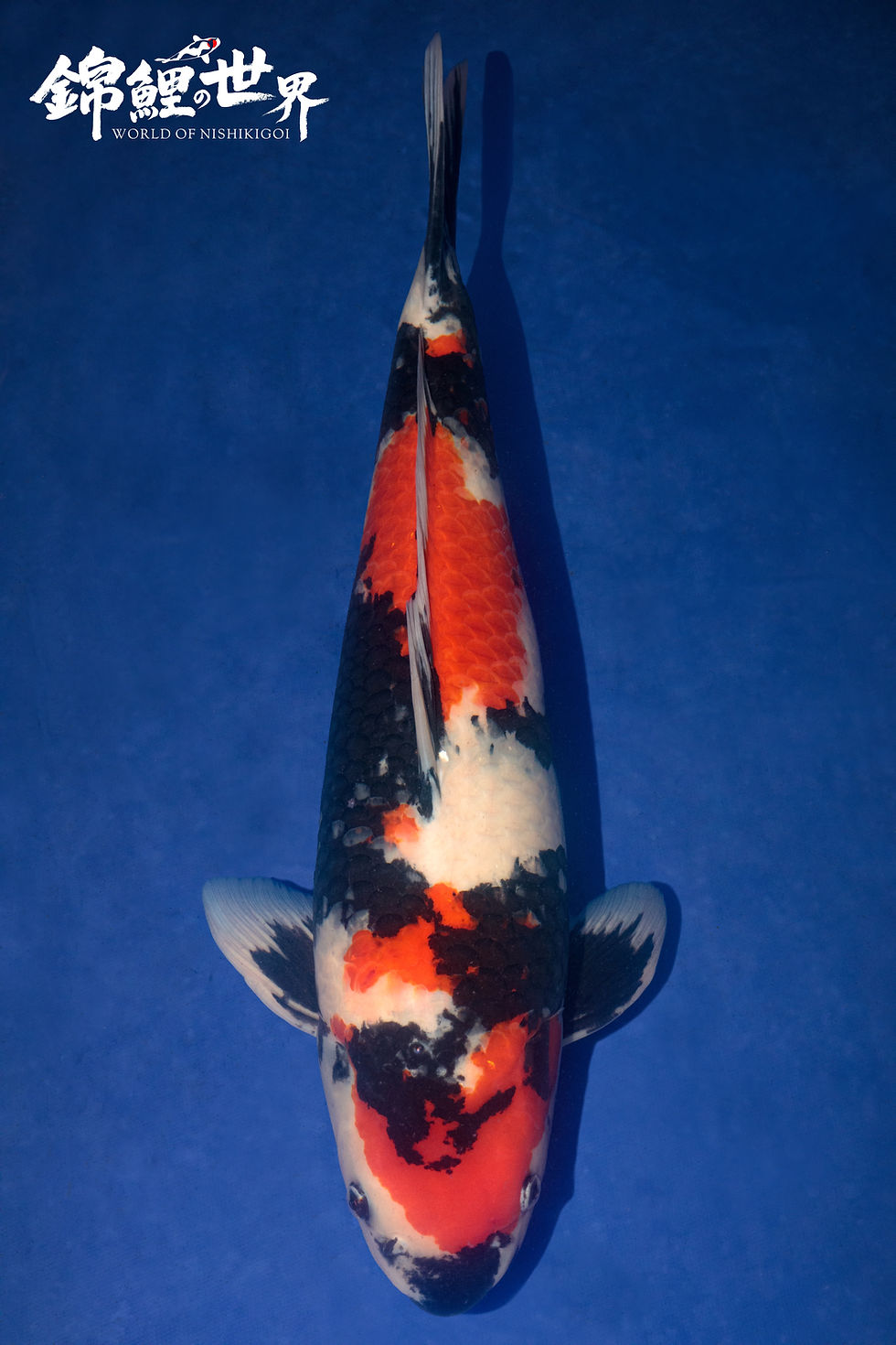 Showa koi - crouch valley koi show 2025