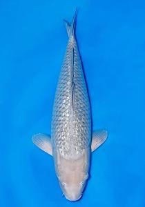 Koi for Sale 