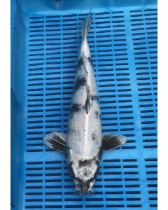 Supreme Koi