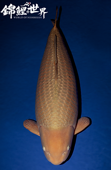 Chagoi