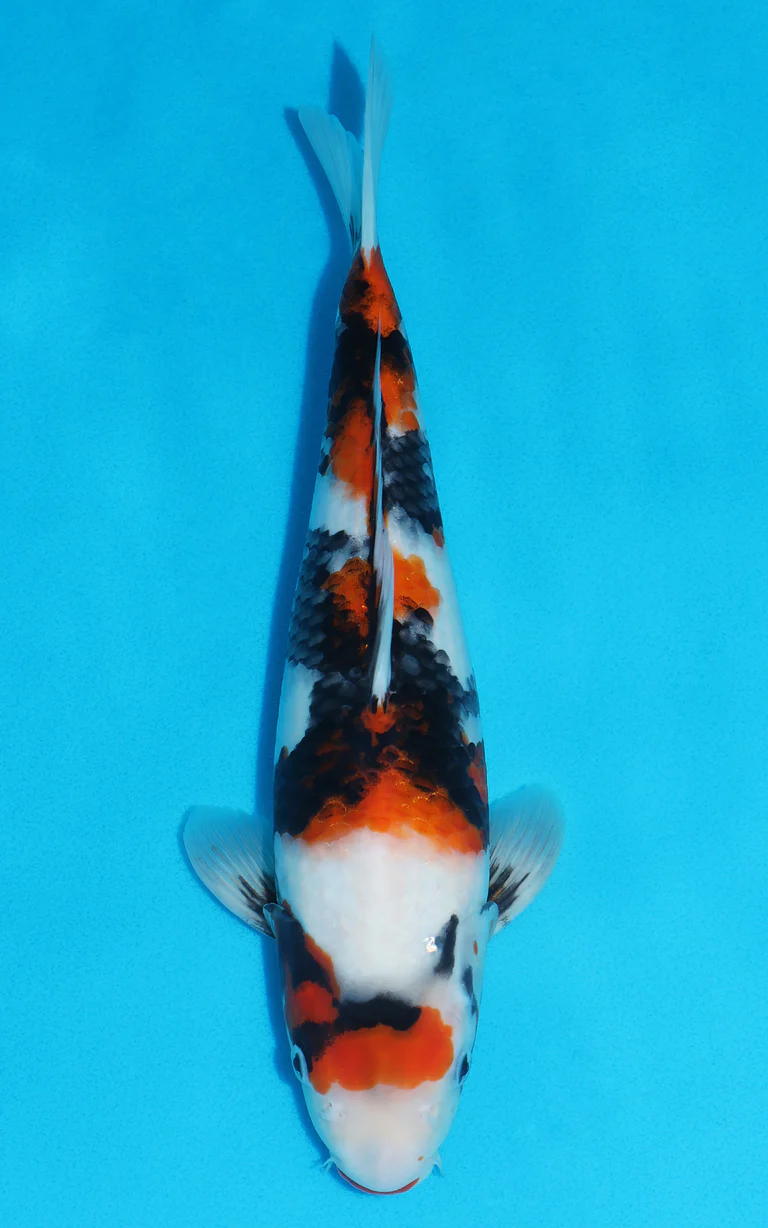 Cuttlebrook Koi Farm 