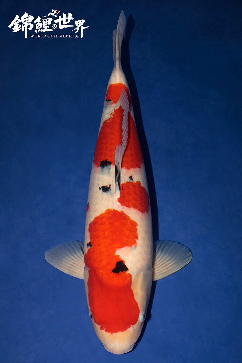 Sanke - crouch valley koi show 2025