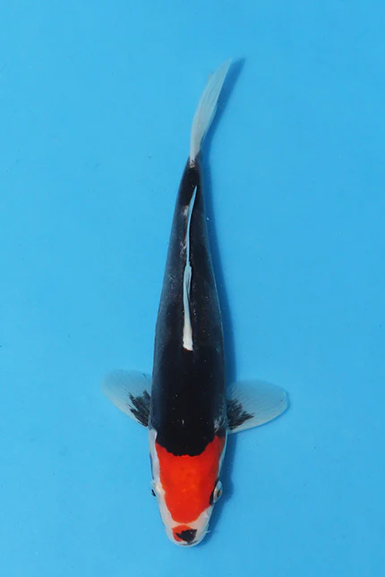 Elite Koi