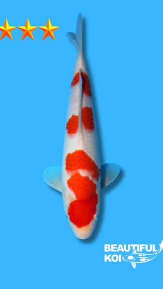 Beautiful Koi 