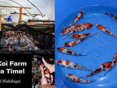 Byer Koi Farm - Showa Time!