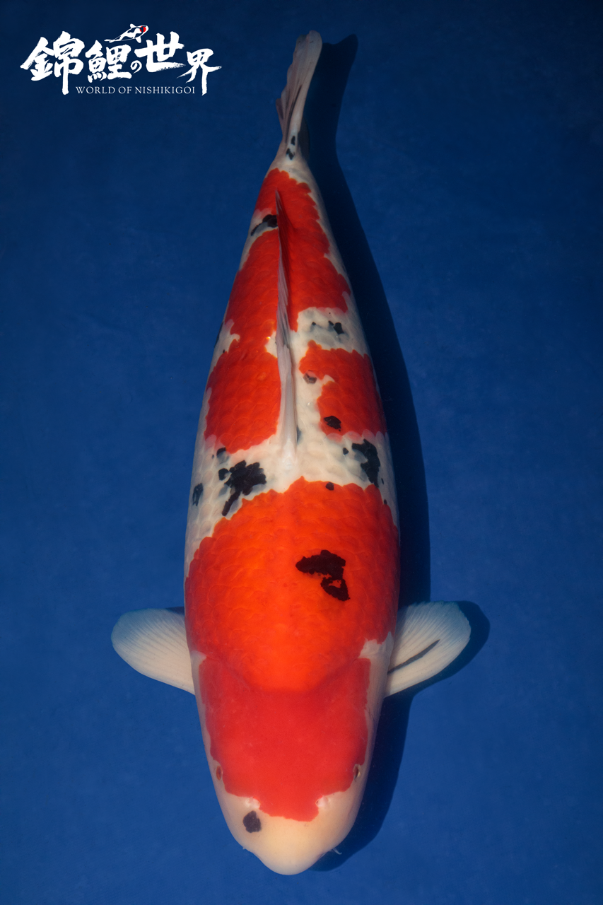 Adult Champion Koi - All England Koi Show 2025