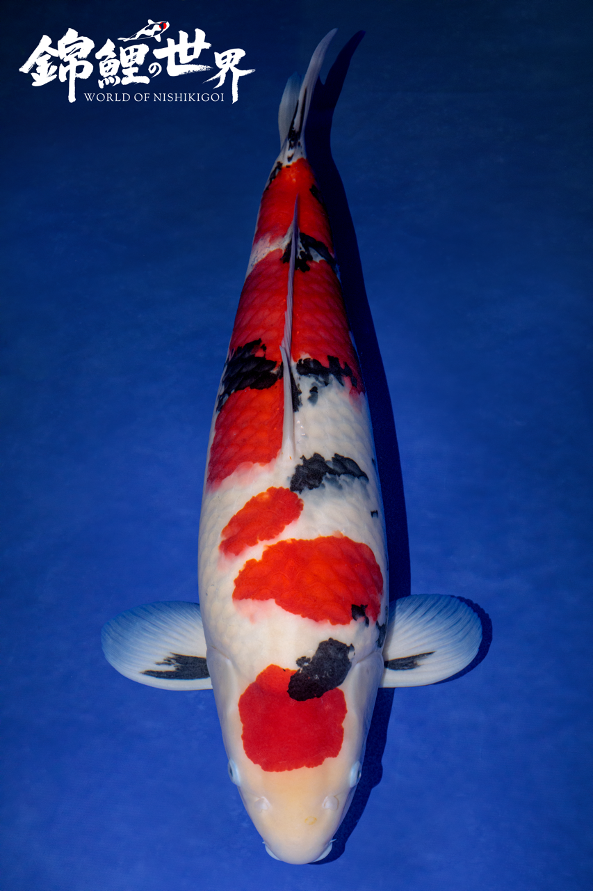 Mature Champion - Great British Koi Show 2025