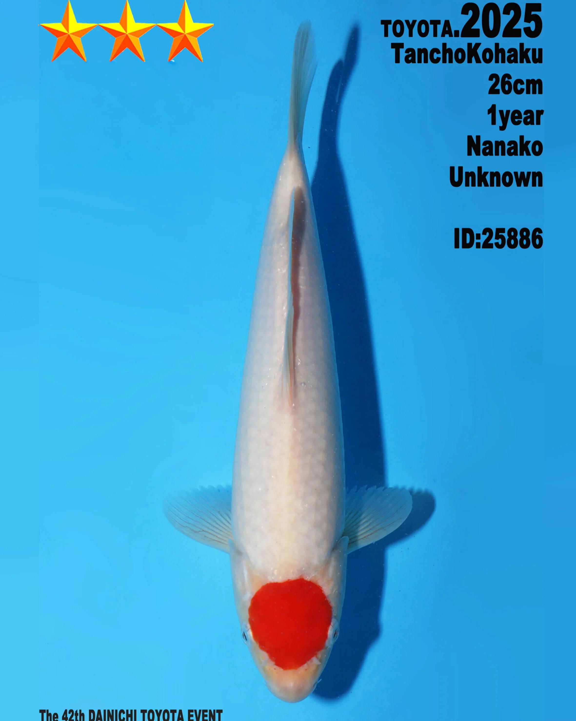 Selective Koi Sales - dainichi tancho 