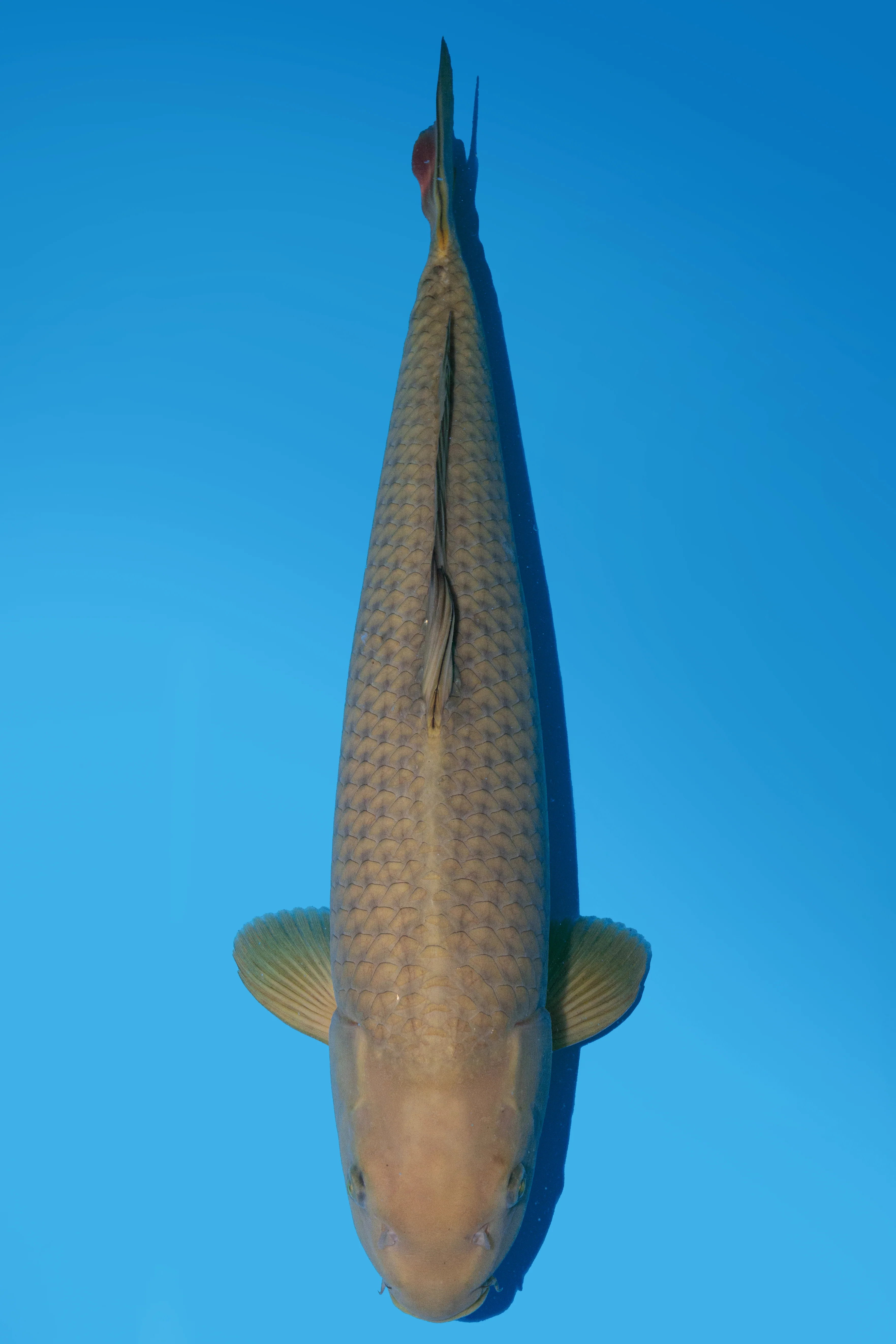 Koi for Sale 