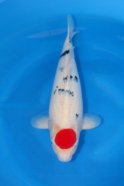 A4 Koi