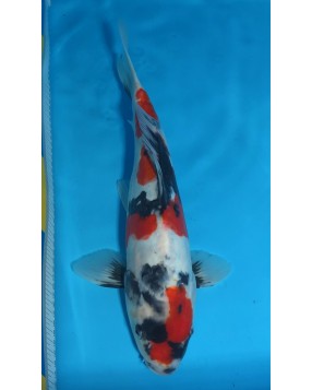 Supreme Koi 