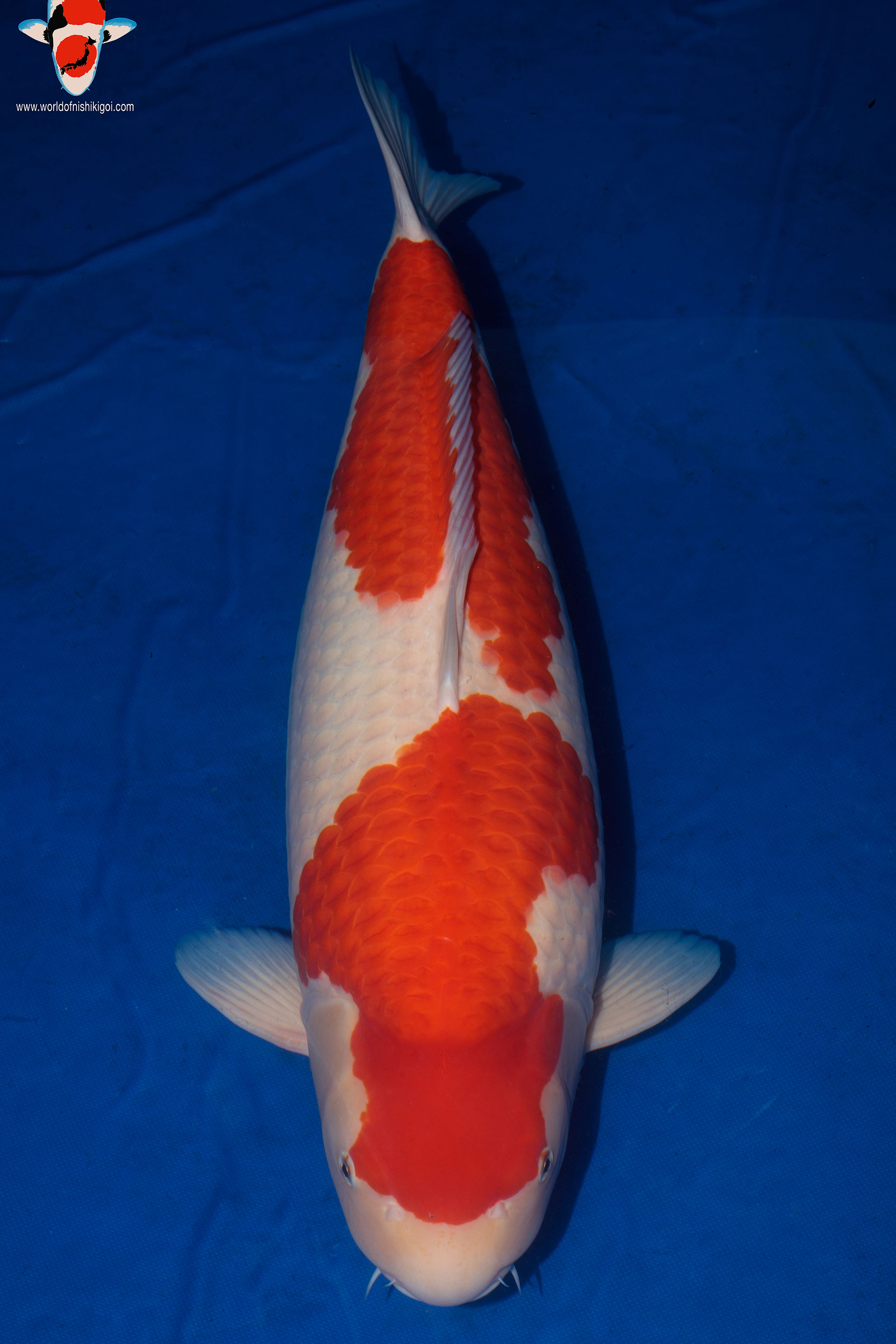 Mature Champion All England Koi Show Kohaku World of Nishikigoi