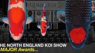 The North of England Koi Show 2023