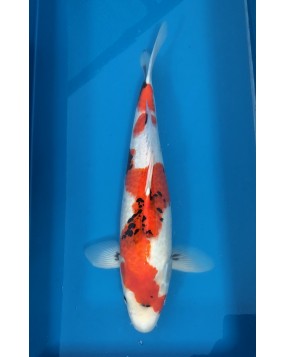 Supreme Koi 