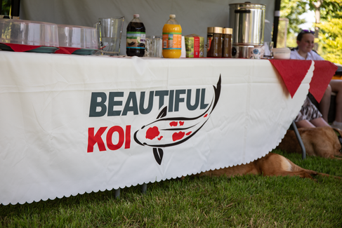 Beautiful Koi