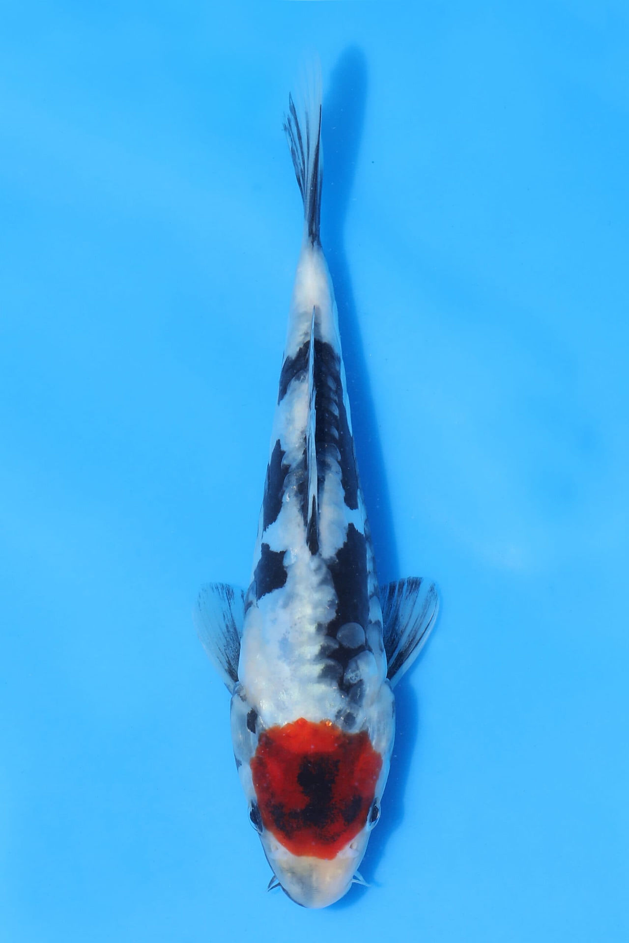 Shosha Koi 