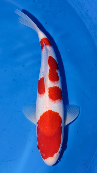 Koi for sale